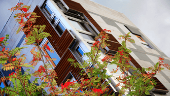 Windows in the MSP block at the Scottish Parliament with trees in foreground